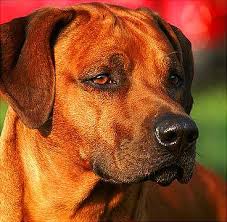 Image result for rhodéský ridgeback