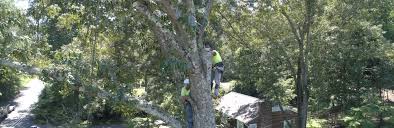 Maybe you would like to learn more about one of these? About East Tn Tree Service