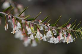 Image result for Grona setigera