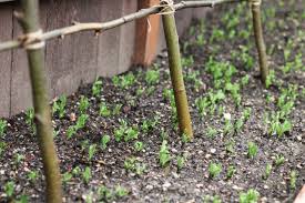 This is why they're sometimes called. How To Make A Rustic Pea Or Bean Trellis Out Of Sticks One Hundred Dollars A Month