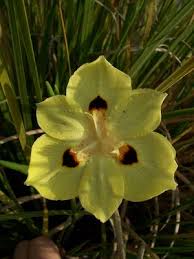 Image result for Moraea