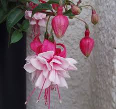 Pin On Garden