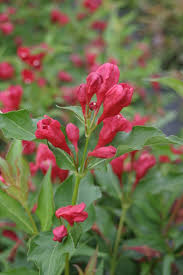 We did not find results for: Sonic Bloom Red Reblooming Weigela Weigela Florida Proven Winners
