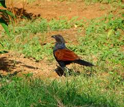 Check spelling or type a new query. Download Suara Burung Bubut Semua Jenis Untuk Masteran Dan Pikat Mp3 Mp3