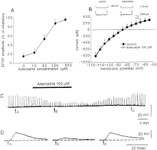 Endogenous Adenosine Mediates The Presynaptic Inhibition