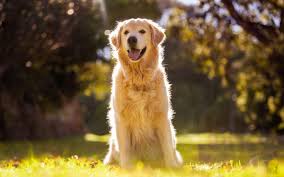 Image result for zlatý retrívr