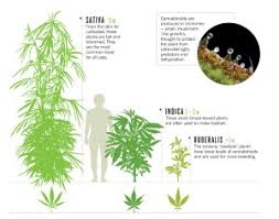 Image result for Cannabis sativa