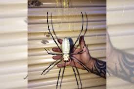 It doesn't feel in danger, so it doesn't sink its fangs into his skin. A Giant Golden Orb Weaving Spider Spotted In Queensland Will Make Your Skin Crawl