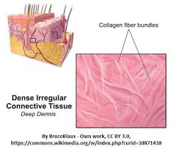Chapter 6 Integumentary System - Chapter 6- The Integumentary System  Section 6. A. List The - Studocu