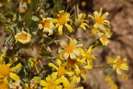 Image result for Hertia