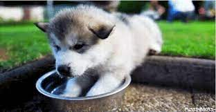 Husky Pup Gif On Imgur