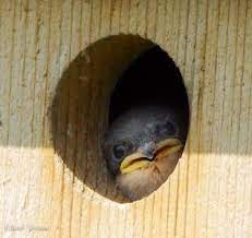 Baby Swallow Bird Birds Animals