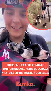 Un gato no invade tu vida, la transforma con ternura y misterio🥰🐱