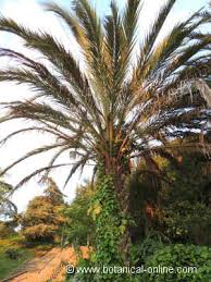 We did not find results for: Palm Tree Information Botanical Online