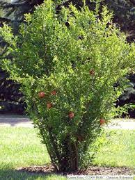 Pomegranate Tree Attractive Edible Landscape In 2021 Edible Landscaping Fall Garden Vegetables Trees To Plant