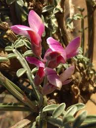 Image result for Zygophyllum leucocladum