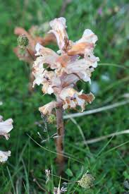 Image result for Orobanche minor
