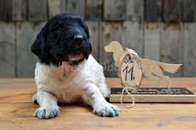 Image result for Velký münsterlandský ohař