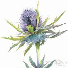 Chardons Masquage And Tilleuls On Pinterest Thistles Art Floral Watercolor Botanical Art