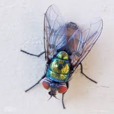 Portfolio Insectes Bijoux Art D Insecte Beaux Insectes