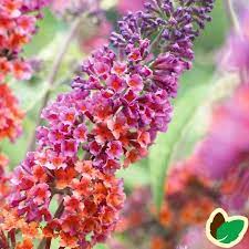 Pin Pa Plants I D Like To Try