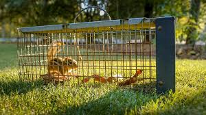 Chipmunks dig under sidewalks and porches and, like moles, can leave a backyard filled with potholes — an eyesore and a hazard to domestic pets. How To Get Rid Of Chipmunks X Pest
