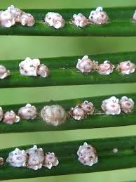 As a home gardener, you may find big white bugs clinging to the twigs and leaves of your citrus trees and need help with identifying and managing these pests. Scale Insect Wikipedia