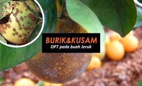 Daun limau purut juga boleh digunakan untuk mencantikkan rambut. Pengendalian Opt Penyebab Burik Kusam Buah Jeruk Kabartani