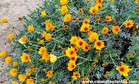 Image result for Dimorphotheca cuneata