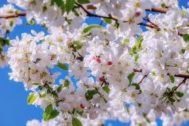 Curiosi di scoprire le varietà della sezione alberi che regalano una bellissima fioritura rosa? Come Riconoscere Gli Alberi Da Frutto Tubex Italia