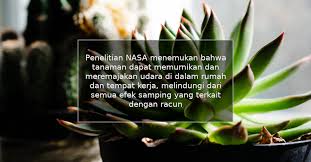 14 jenis tanaman yang mudah ditanam dalam rumah 1) cili padi bagi yang gemar makan pedas, cili padi ni memang antara bahan dapur yang selalu kena ada dalam peti. Jenis Tanaman Hias Dalam Ruangan Yang Bisa Membuat Rumah Terasa Lebih Sejuk Dan Segar
