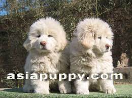 Tibetan Mastiff Pure White Puppies For Sale For Sale Adoption In Singapore Adpost Com Classifieds Tibetan Mastiff Puppy Mastiff Puppies White Tibetan Mastiff