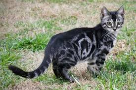 90e3ba9c1d5bda859ade1401a0de8996 marble bengal cat bengal. Types Of Bengals