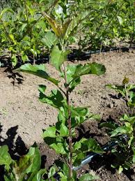 Plus, we grow around 100 different varieties of citrus and fruit trees. How Old Are The Fruit Trees We Sell In Our Nursery Grow Great Fruit