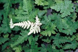 Image result for Cheilanthes involuta