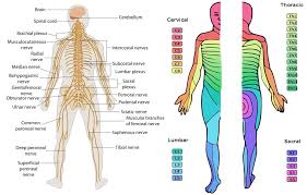 Chart Of Dermatomes Peripheral Nervous System Class