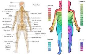 chart of dermatomes peripheral nervous system class