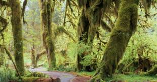 Hoh Rainforest Olympic Peninsula Wa Rainforest Big Leaves Forest Pictures