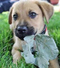 Aussiedor (australian shepherd & lab mix) info, pictures, facts. Fenway The Mixed Breed Puppies Pets Cute Dogs