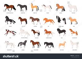Collection Of Horses Of Various Breeds Isolated On White Background Bundle Of Gorgeous Domestic Equine Animals Of Differen Horse Breeds Animals Cartoon Styles