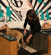 Explore other popular pets near you from over 7 million businesses with over 142 million reviews and opinions from yelpers. Self Serve Self Washing Dog Wash Station In Columbiana At Paws On Main