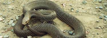 Reptiles