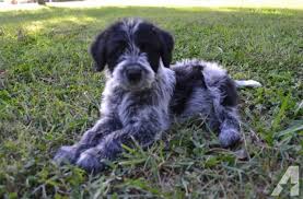 Blue Cadoodle Blue Heeler And Poodle Poodle Mix Puppies Blue Heeler Poodle Dog