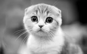 Download Wallpapers Scottish Fold Cat Monochrome Muzzle Pets Cats Cute Animals Domestic Cat Scottish Fold For Desktop Free Pictures For Desktop Free
