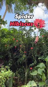Image result for Hibiscus schizopetalus