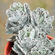 Kalanchoe Rhombopilosa Succulents Decor Planting Succulents Rare Succulents