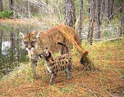 We focuses on vulnerable infants and toddlers who can be positively affected through nurturing relationships, strong maternal and child health, and quality. What Is Florida State Animal West Palm Beach Parks