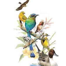 Happy International Migratory Bird Day Bird Drawings Art Drawings Simple Migratory Birds