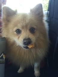 Lost pomeranian