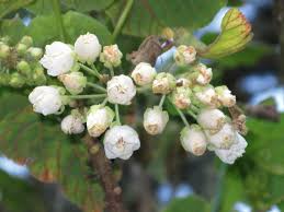 Image result for Dombeya torrida